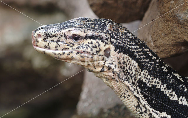 Watervaraan (Varanus salvator)