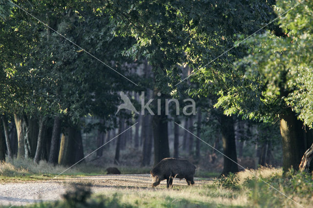 Wild zwijn