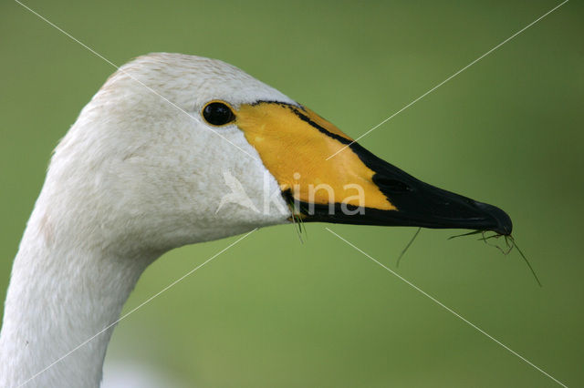 Wilde Zwaan (Cygnus cygnus)