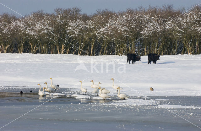 Wilde Zwaan (Cygnus cygnus)