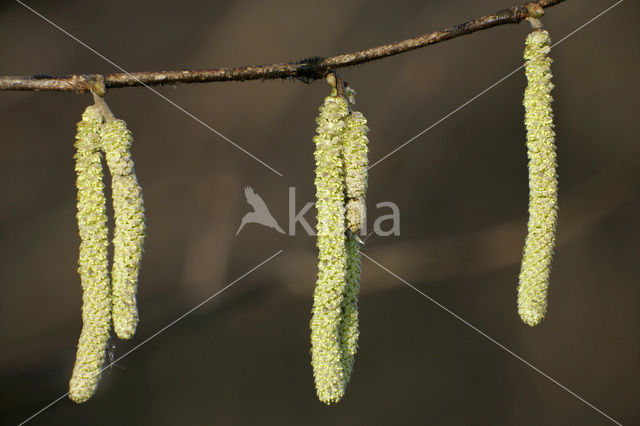 Wilg (Salix)