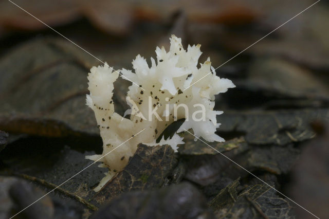 Witte koraalzwam (Clavulina coralloides)