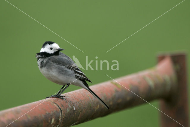 Witte Kwikstaart (Motacilla alba)