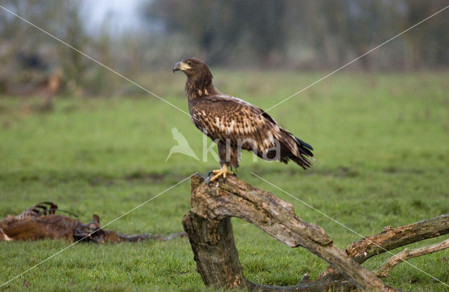 Zeearend (Haliaeetus albicilla)