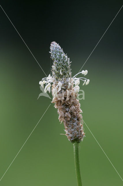 Zegge (Carex spec.)