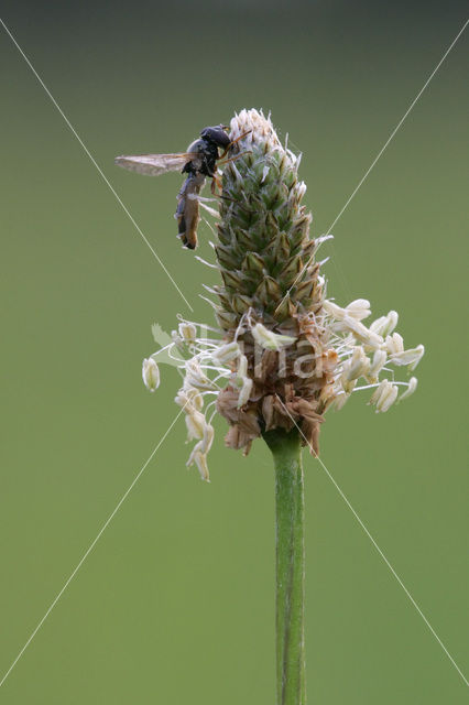 Zegge (Carex spec.)