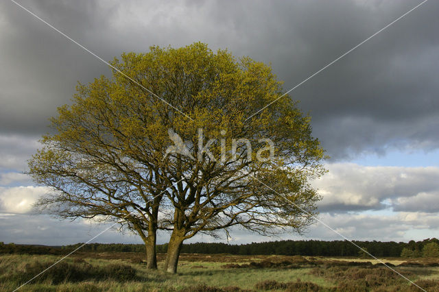 Common Oak