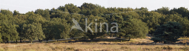 Zomereik (Quercus robur)