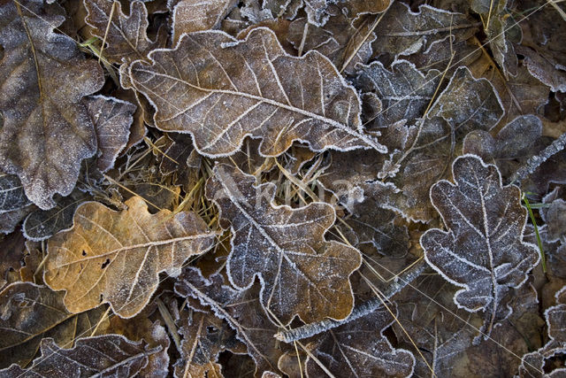 Zomereik (Quercus robur)