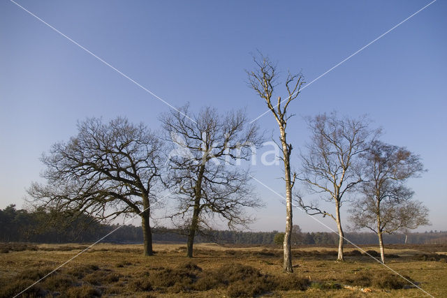 Zomereik (Quercus robur)