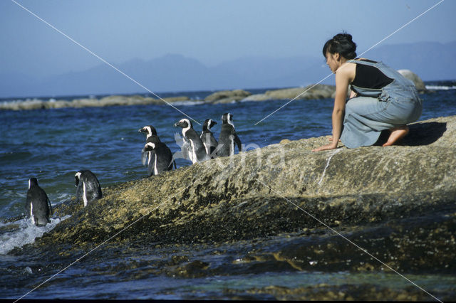 Zwartvoetpinguin (Spheniscus demersus)