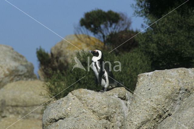 Zwartvoetpinguin (Spheniscus demersus)