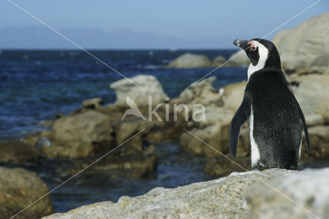 Zwartvoetpinguin (Spheniscus demersus)