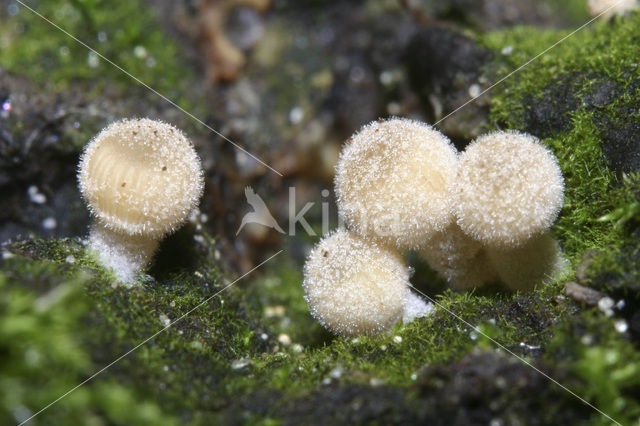 Zwerminktzwam (Coprinus disseminatus)