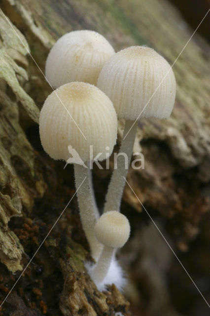 Zwerminktzwam (Coprinus disseminatus)