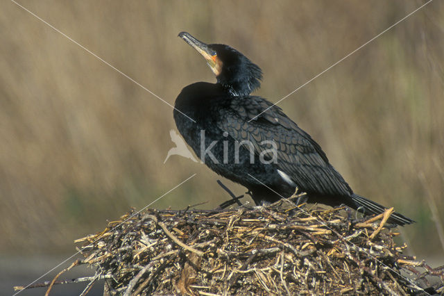 Aalscholver (Phalacrocorax carbo)