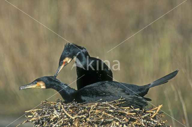 Aalscholver (Phalacrocorax carbo)