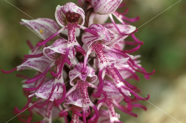 Aapjesorchis (Orchis simia)