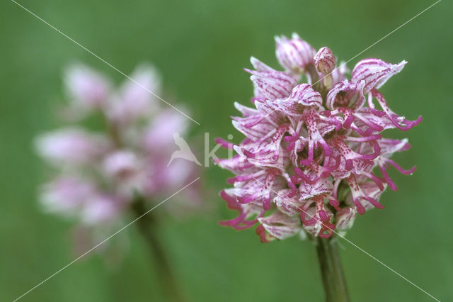 Aapjesorchis (Orchis simia)