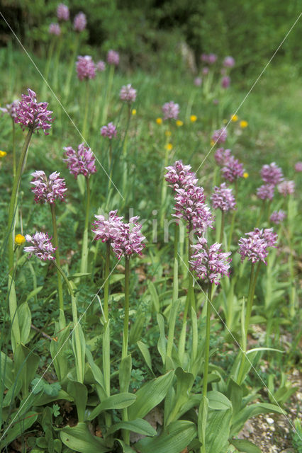 Monkey Orchid (Orchis simia)