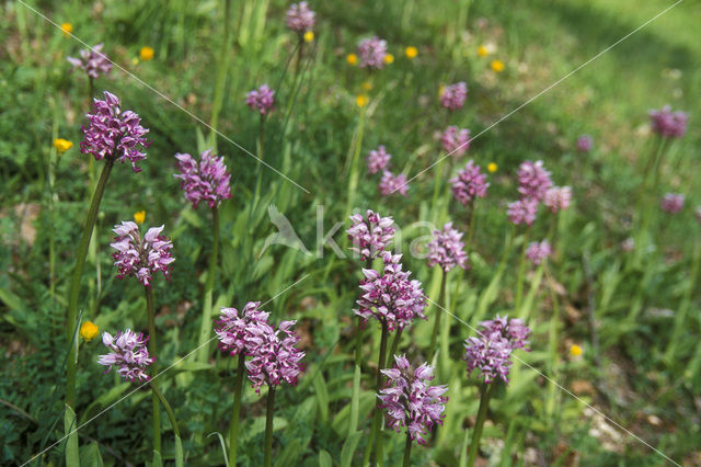 Monkey Orchid (Orchis simia)