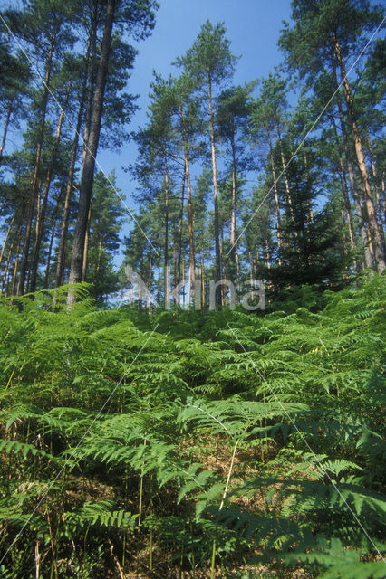 Adelaarsvaren (Pteridium aquilinum)