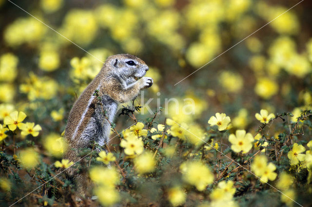 Afrikaanse grondeekhoorn (Xerus inauris)