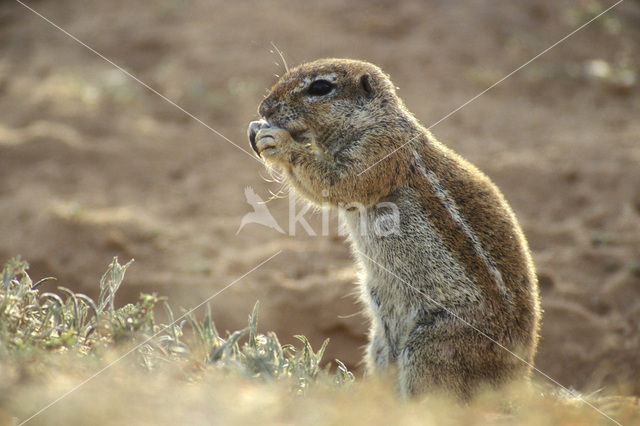 Afrikaanse grondeekhoorn (Xerus inauris)