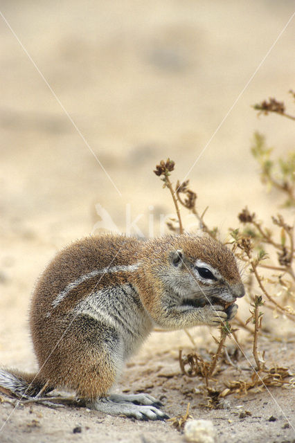 Afrikaanse grondeekhoorn (Xerus inauris)