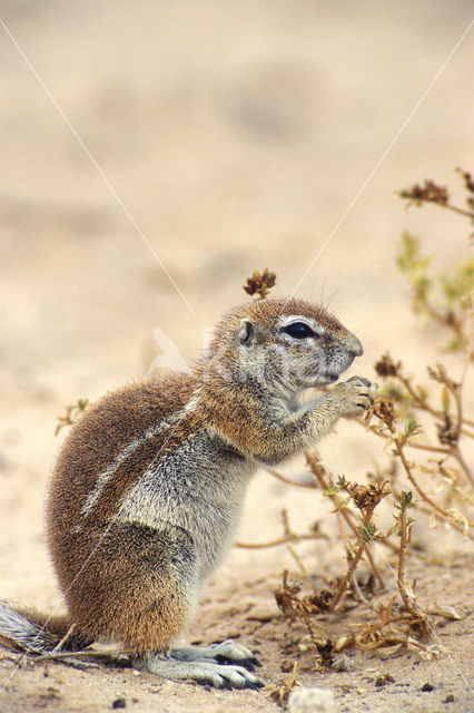 Afrikaanse grondeekhoorn (Xerus inauris)