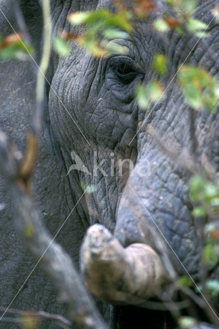 Afrikaanse olifant (Loxodonta africana)