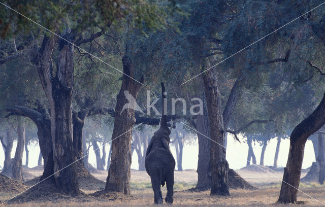 Afrikaanse olifant (Loxodonta africana)