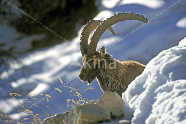 Alpen Steenbok (Capra ibex)