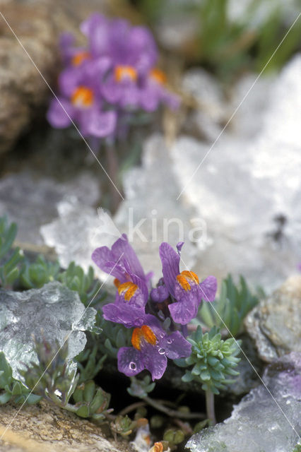 Alpenleeuwebek (Linaria alpina)