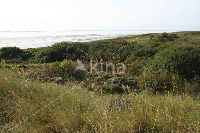 Ameland