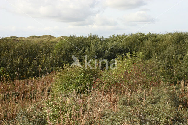 Ameland