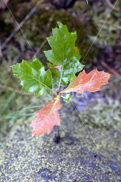 Amerikaanse eik (Quercus rubra)