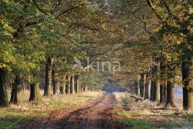 Amerikaanse eik (Quercus rubra)