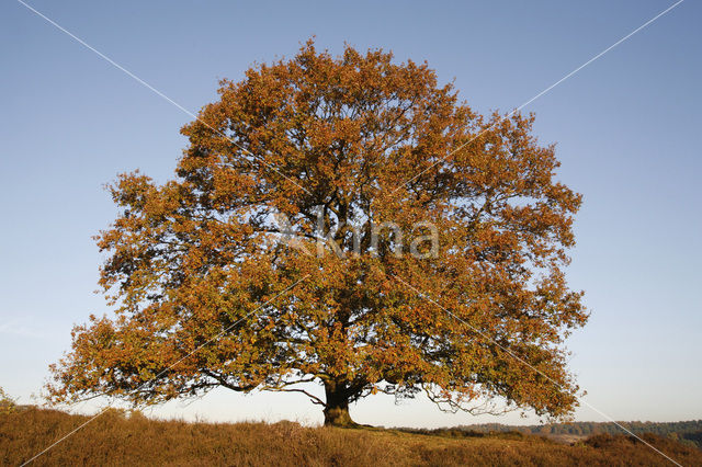 Amerikaanse eik (Quercus rubra)