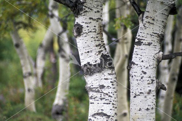 Amerikaanse ratelpopulier (Populus tremuloides)