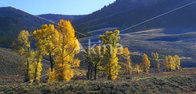 Amerikaanse ratelpopulier (Populus tremuloides)