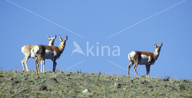 antilope