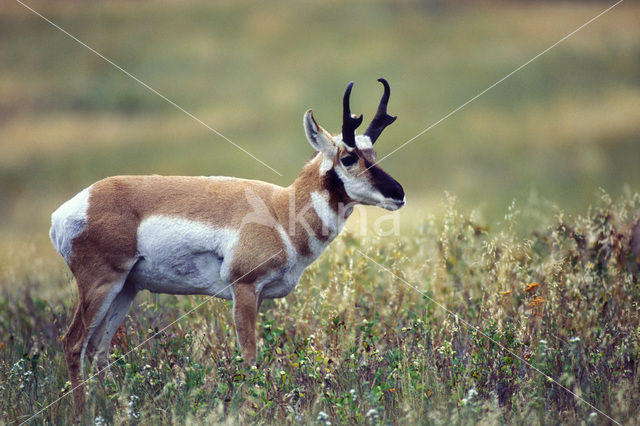 antilope