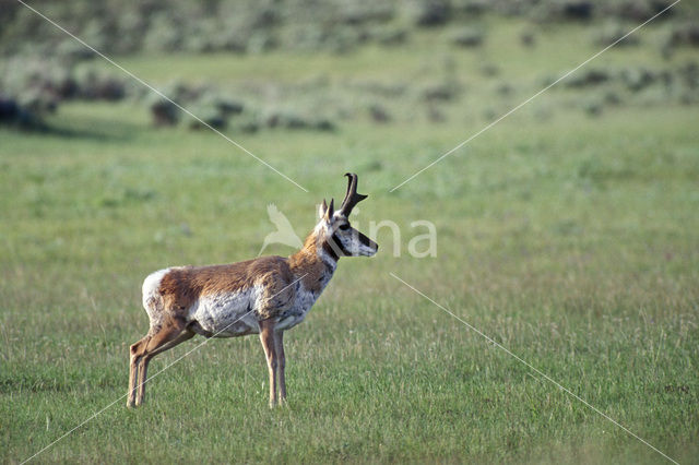 antilope