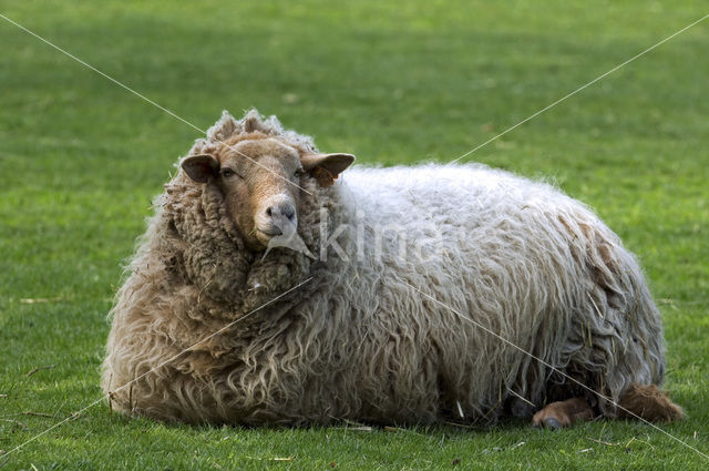 Ardense voskop (Ovis domesticus)