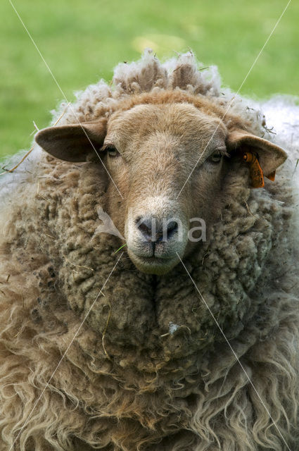 Ardense voskop (Ovis domesticus)