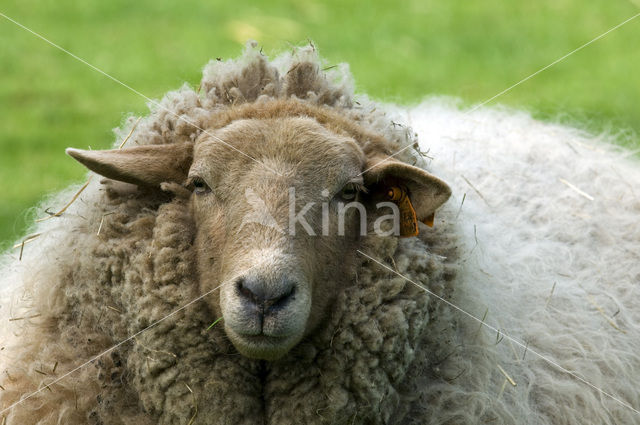 Ardense voskop (Ovis domesticus)