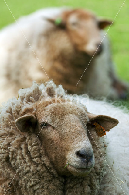 Ardense voskop (Ovis domesticus)