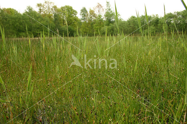 Armbloemige waterbies (Eleocharis quinqueflora)