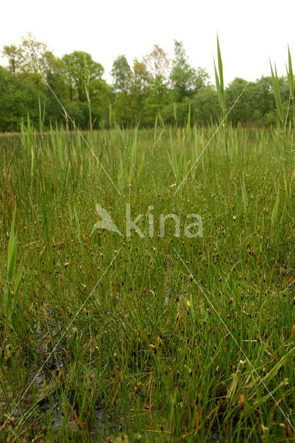 Armbloemige waterbies (Eleocharis quinqueflora)